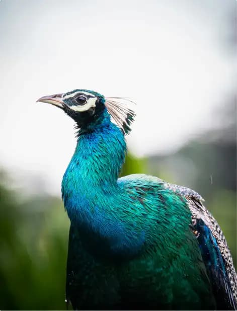 Wildlife at Yala