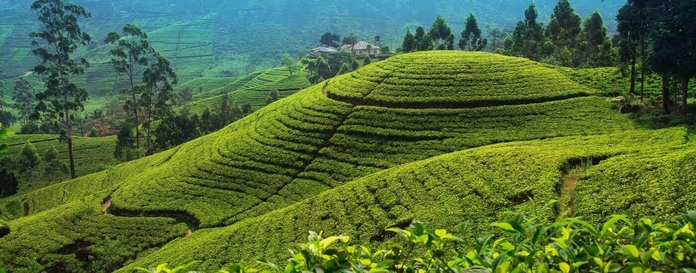 Nuwara Eliya Tea Estates